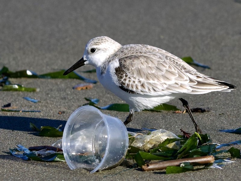 Photo: Ingrid V Taylar via Flickr Creative Commons Sanderling with plastic trash on a beach