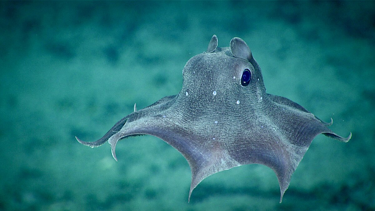 Photo: Dumbo octopus / NOAA Office of Ocean Exploration and Research via Wikimedia Commons