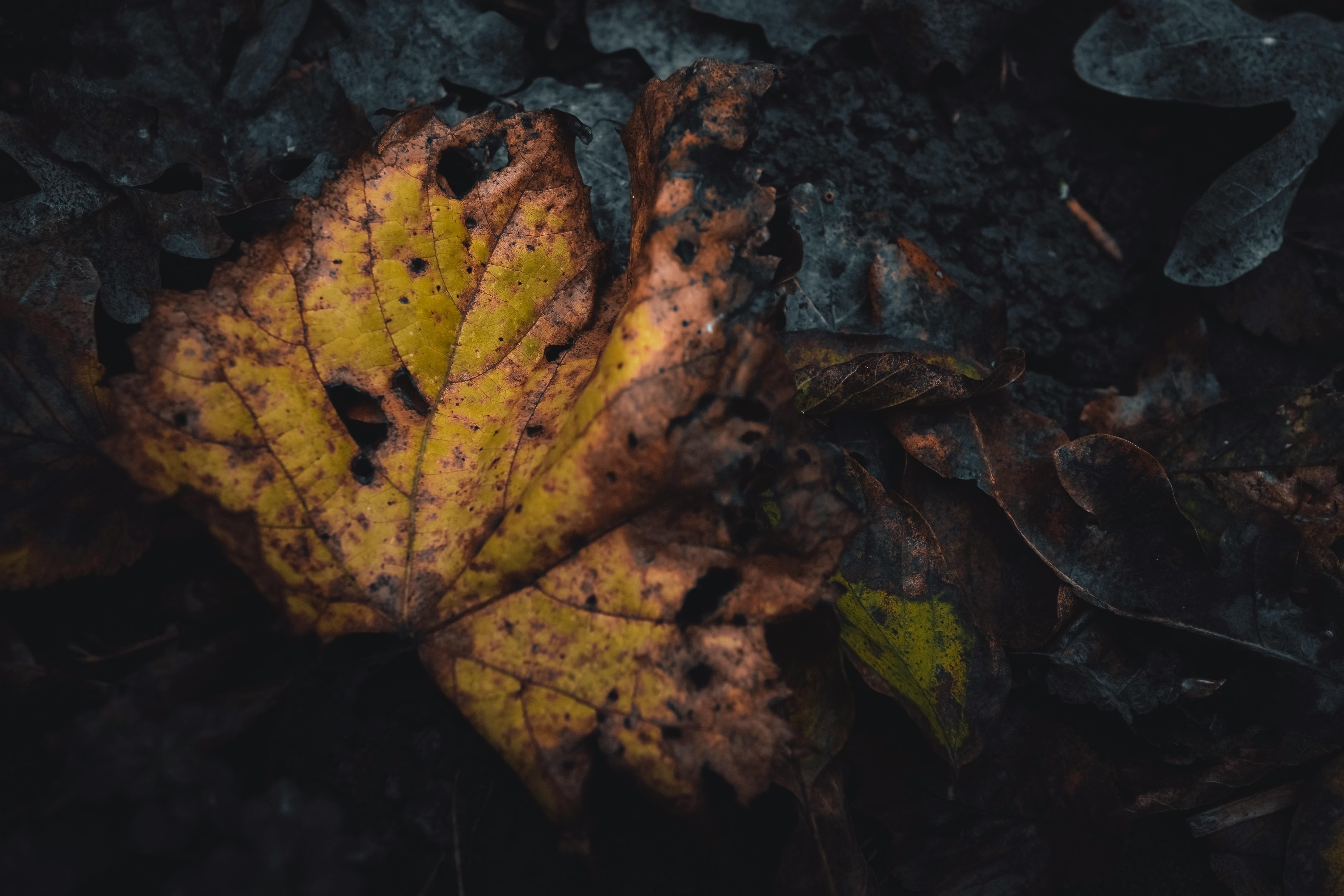 Decomposing maple leaf (Photo: Wyxina Tresse via Pexels)