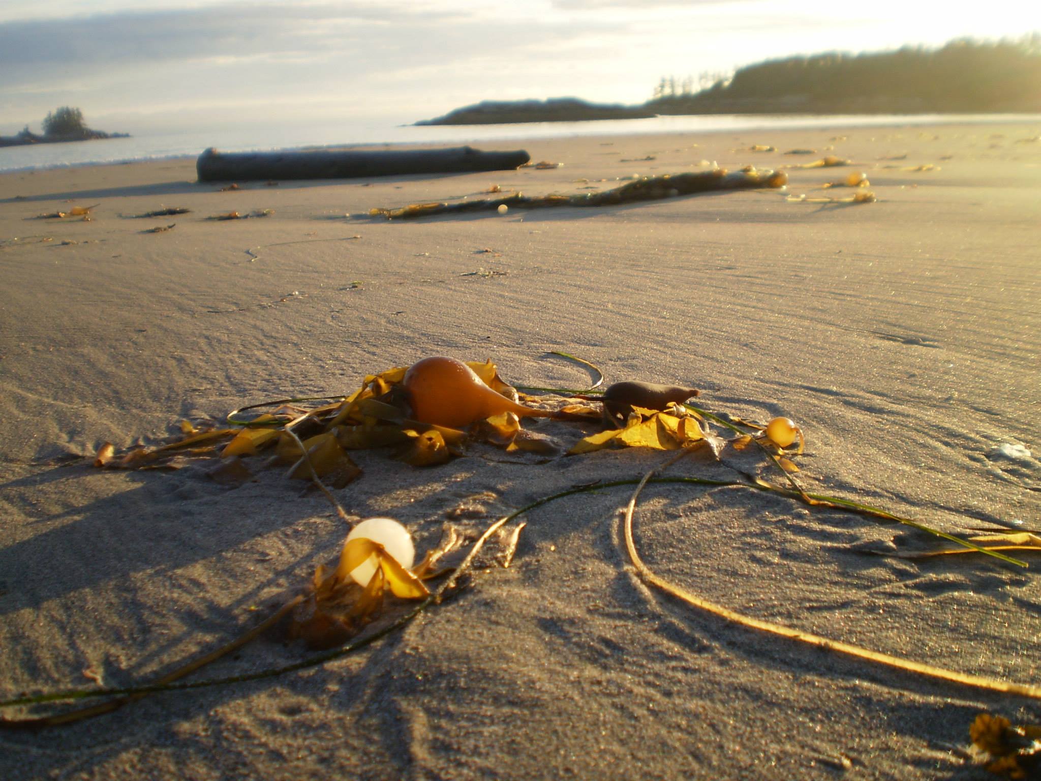 Picture of bull kelp on beach at Calvert Island, BC