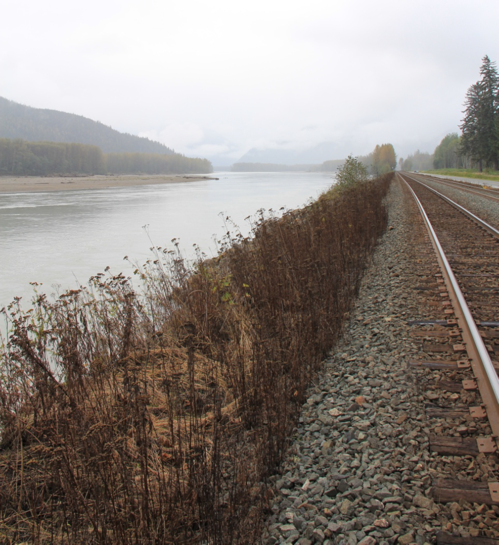 Plants sprayed with herbacide along the Skeena River