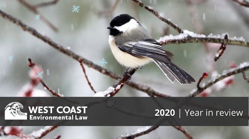 2020 Year in Review (Image: Black-capped chickadee on branch)