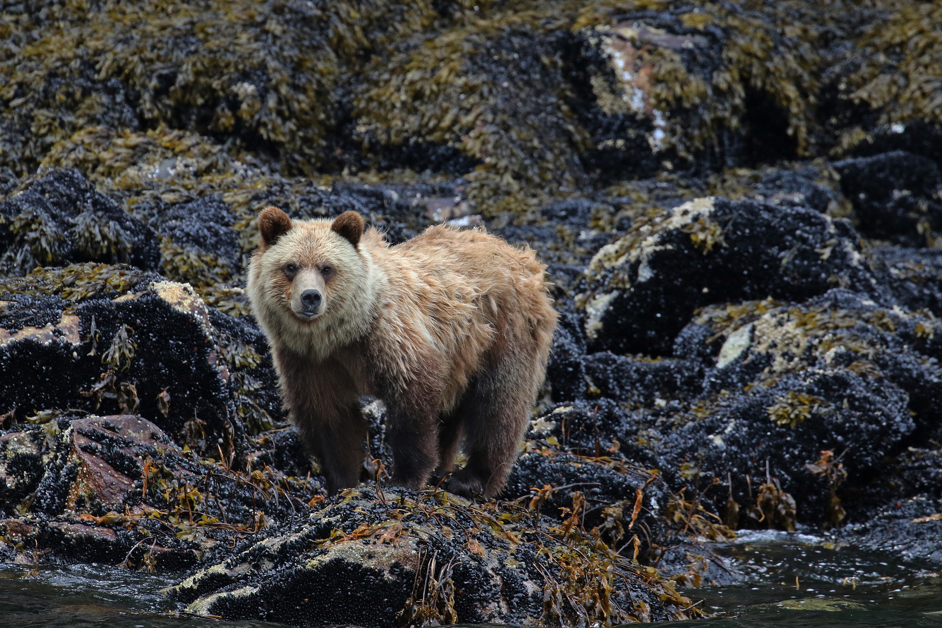 Grizzly bear standing on wet rocks