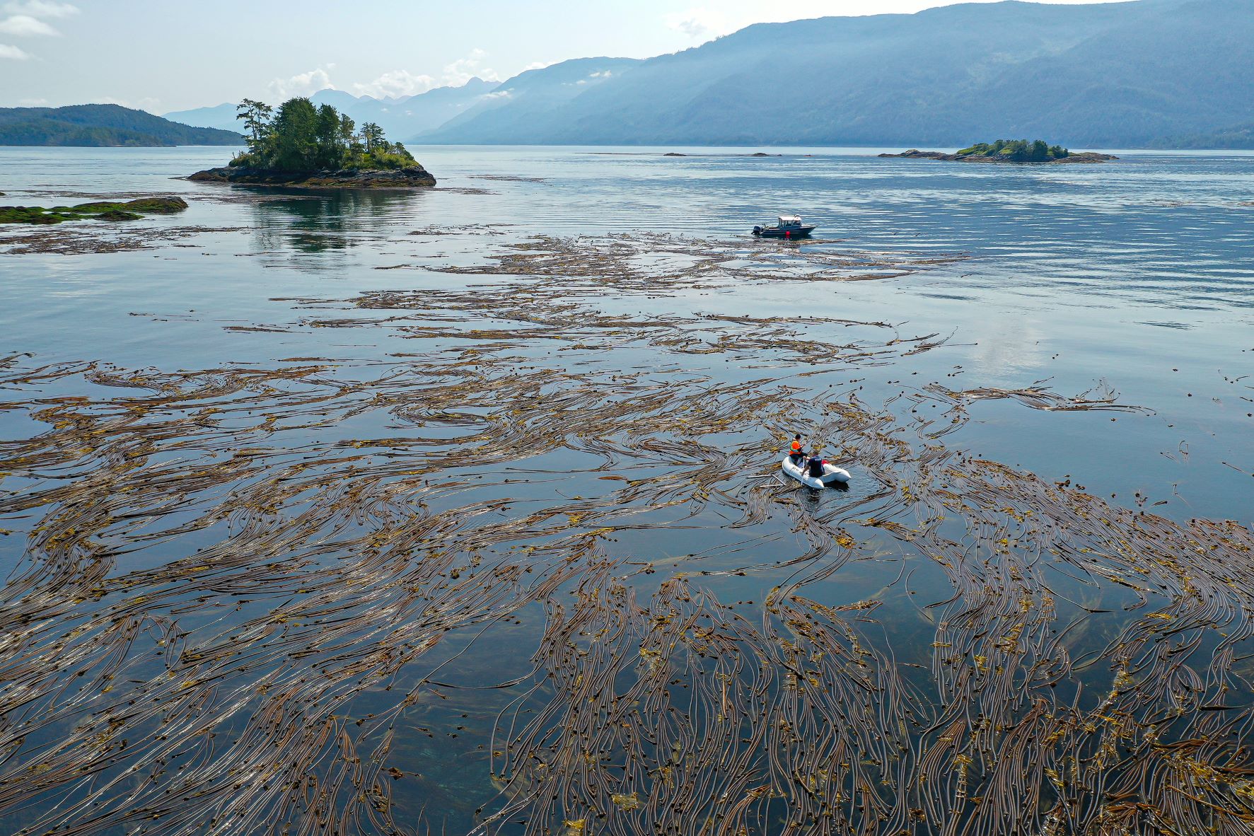 People in a small boat in a kelp forest on the central BC coast (Photo: Markus Thompson)