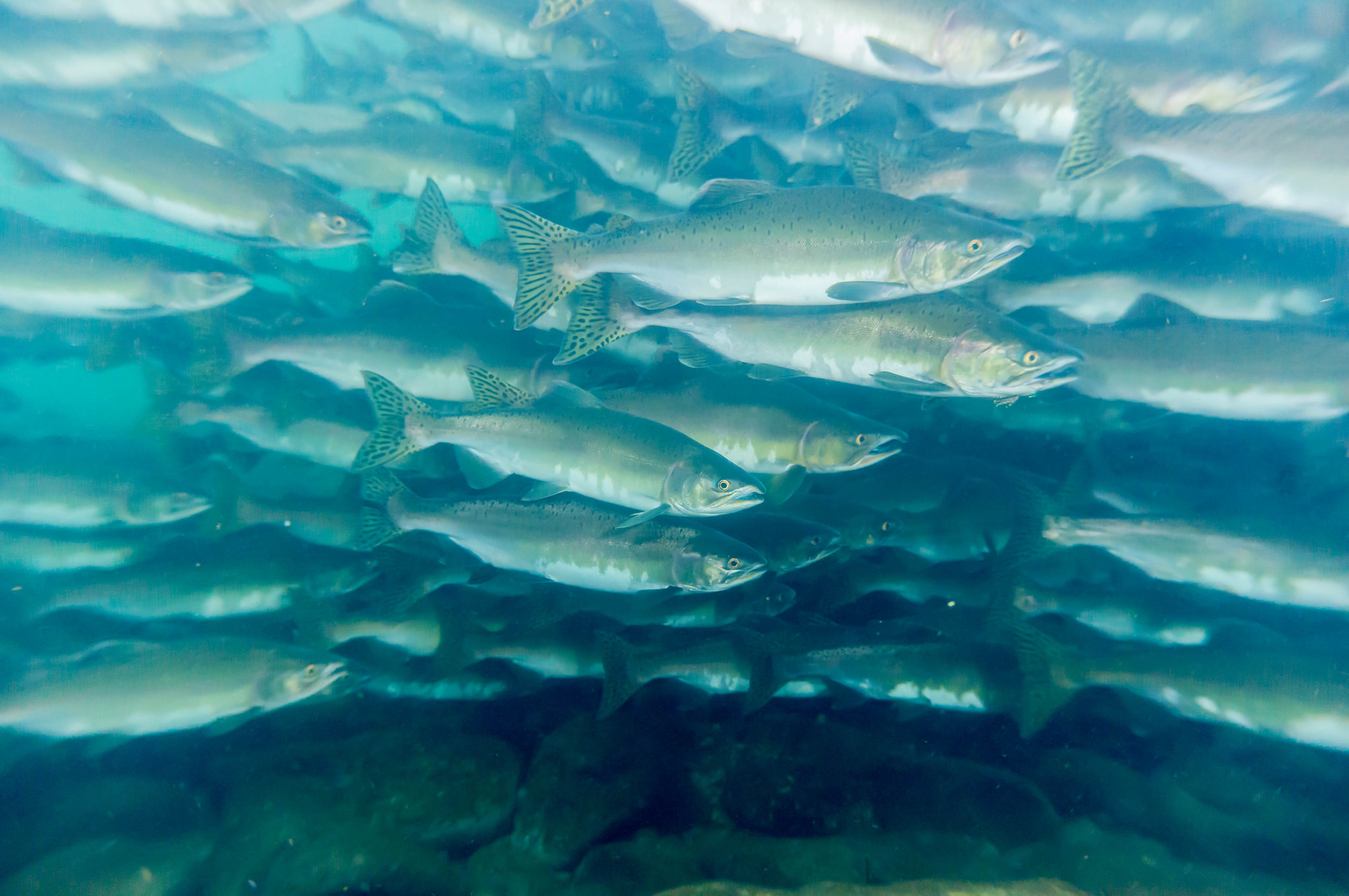 Salmon-BC (Photo: Ratha Grimes via Flickr)