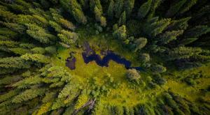 aerial photo of old growth forest