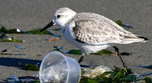 Sanderling with plastic trash on a beach