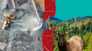 Split photo of a mine next to a forest with elk in foreground, with a broken strip of red tape in the middle