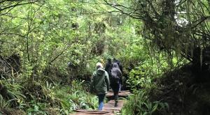 A group of people walking together along a boardwalk trail in the woods.