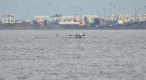Orcas swimming near the Deltaport terminal at Roberts Bank, BC (Photo: Peter Hamilton/Lifeforce ©)