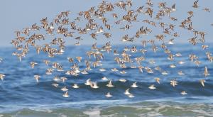 A flock of seabirds flying above the shoreline