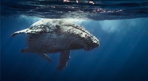 Humpback whale under the ocean surface