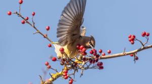 Cedar waxwing with wings spread, on a branch with red berries