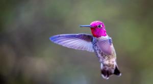 Hummingbird in flight (Photo by Pete Nuij)