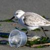 Sanderling with plastic trash on a beach