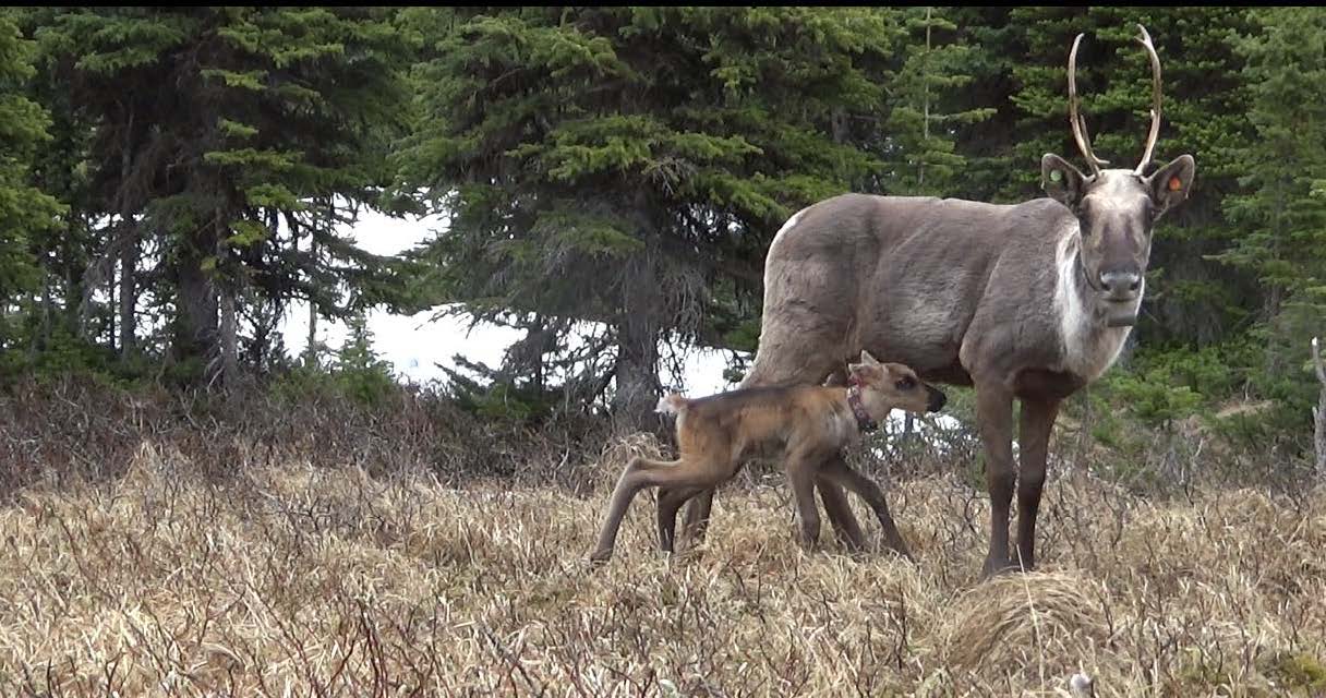 Have your say on endangered caribou